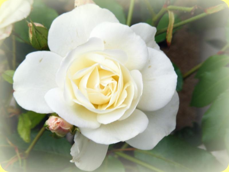 White rose of Yorkshire - photo by sophie